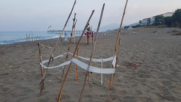 Caretta caretta yuvalarında rekor kırıldı