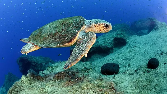 Caretta carettalar İztuzu sahiline yumurta bırakmaya başladı