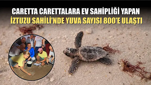 Caretta carettalara ev sahipliği yapan İztuzu Sahili'nde yuva sayısı 800'e ulaştı