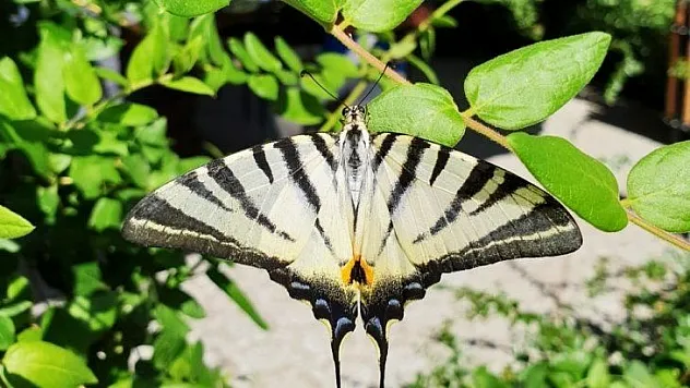 Çatal Kuyruklu Kelebek ilgi odağı oldu