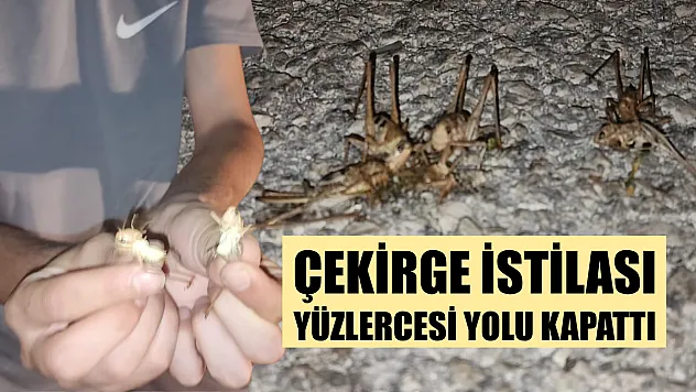 Çekirge istilası: Yüzlercesi yolu kapattı