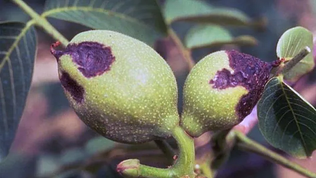 Cevizlerde Antranknoz hastalığı uyarısı