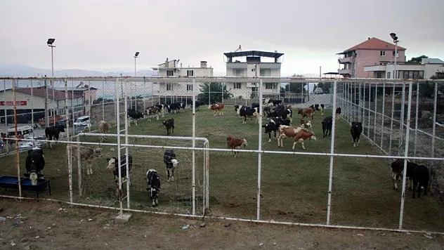 Çine'de alevlerin ulaştığı mahallede hayvanlar halı sahada korumaya alındı