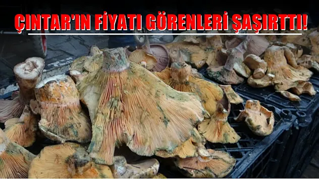 Çıntar'ın fiyatı görenleri şaşırttı!
