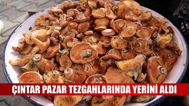 Çıntar pazar tezgahlarında yerini aldı