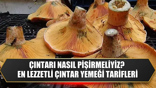Çıntarı Nasıl Pişirmeliyiz? En Lezzetli Çıntar Yemeği Tarifleri