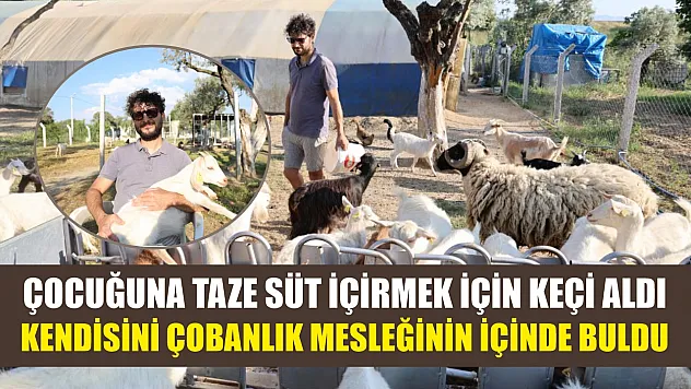 Çocuğuna taze süt içirmek için keçi aldı, kendisini çobanlık mesleğinin içinde buldu