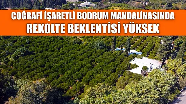 Coğrafi işaretli Bodrum mandalinasında rekolte beklentisi yüksek