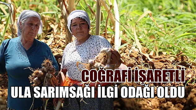 Coğrafi işaretli Ula sarımsağı ilgi odağı oldu