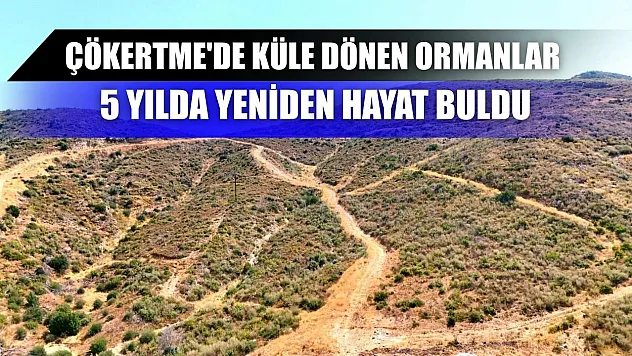 Çökertme'de küle dönen ormanlar 5 yılda yeniden hayat buldu