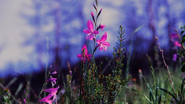 Çökertme koyu küllerinden yeşeriyor