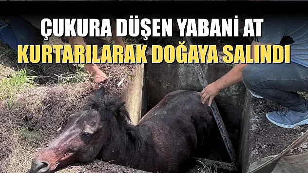 Çukura düşen yabani at kurtarılarak doğaya salındı