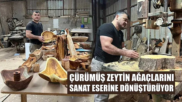 Çürümüş zeytin ağaçlarını sanat eserine dönüştürüyor