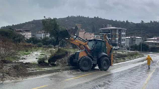Dağdan kopan zeytin ağacı karayolunu ikiye böldü