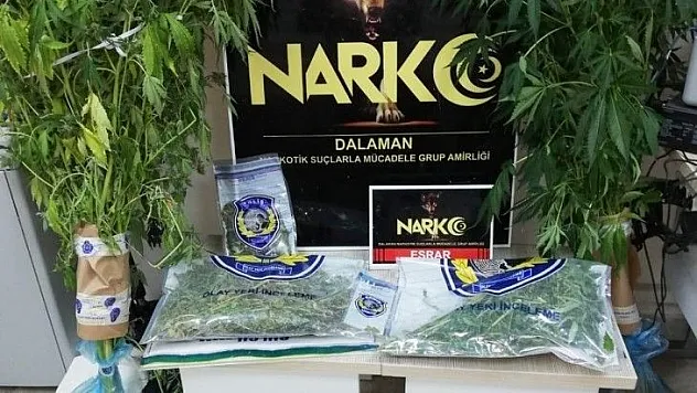 Dalaman'da esrar operasyonu