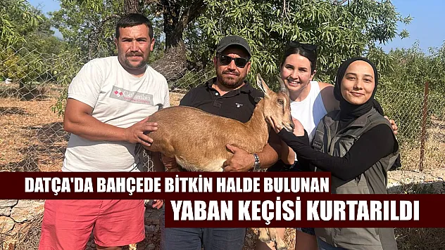 Datça'da bahçede bitkin halde bulunan yaban keçisi kurtarıldı