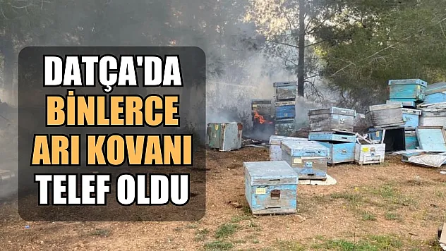 Datça'da binlerce arı kovanı telef oldu