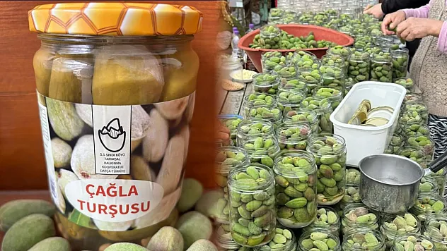 Datça'da Çağla Hasadı Tamamlandı, Üretim Turşuya Dönüştü