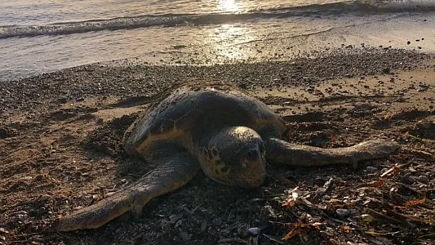 Datça'da deniz kaplumbağası ölü olarak bulundu