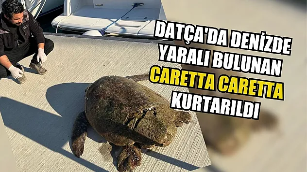 Datça'da denizde yaralı bulunan caretta caretta kurtarıldı