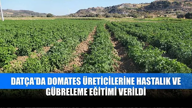 Datça'da domates üreticilerine hastalık ve gübreleme eğitimi verildi