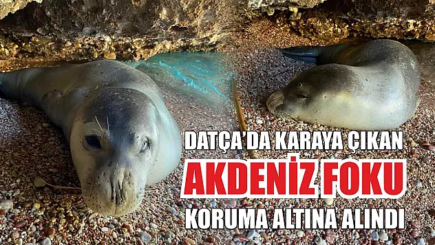 Datça'da karaya çıkan Akdeniz foku, koruma altına alındı