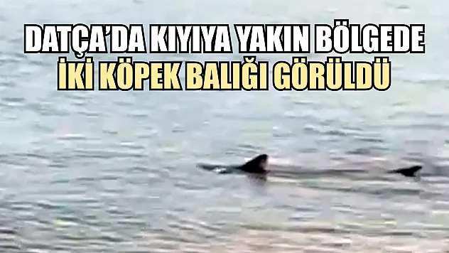 Datça'da kıyıya yakın bölgede iki köpek balığı görüldü
