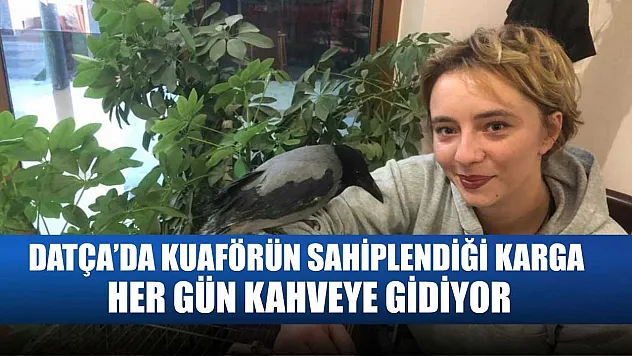 Datça'da Kuaförün Sahiplendiği Karga Her Gün Kahveye Gidiyor