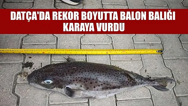 Datça'da rekor boyutta balon balığı karaya vurdu