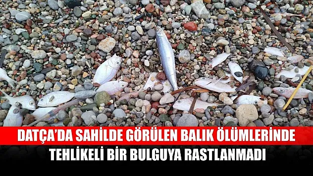 Datça'da sahilde görülen balık ölümlerinde tehlikeli bir bulguya rastlanmadı