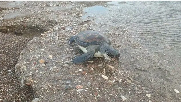 Datça'da sahilde yeşil kaplumbağa ölüsü bulundu