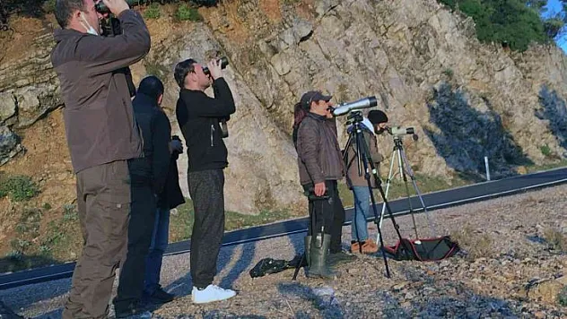 Datça'da yaban keçisi envanteri çalışması