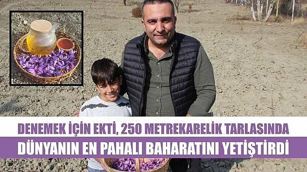Denemek için ekti, 250 metrekarelik tarlasında dünyanın en pahalı baharatını yetiştirdi