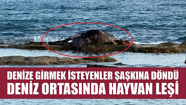 Denize girmek isteyenler şaşkına döndü: Deniz ortasında hayvan leşi