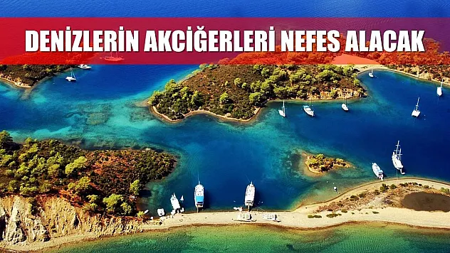 Denizlerin akciğerleri nefes alacak