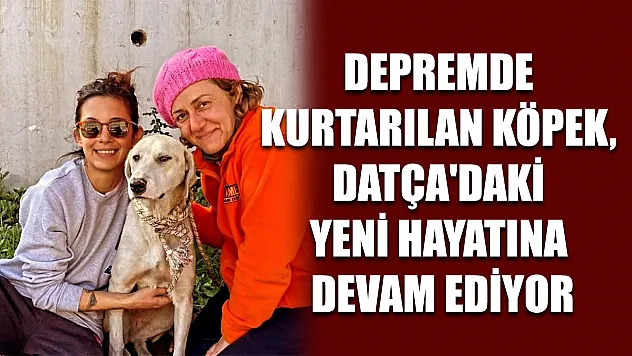 Depremde kurtarılan köpek, Datça'daki yeni hayatına devam ediyor