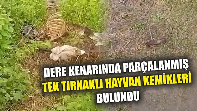 Dere kenarında parçalanmış tek tırnaklı hayvan kemikleri bulundu
