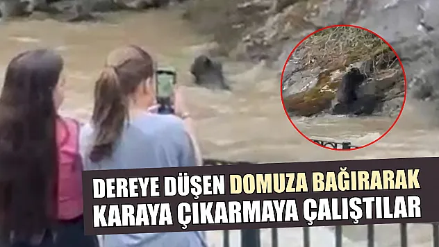 Dereye düşen domuza bağırarak karaya çıkarmaya çalıştılar