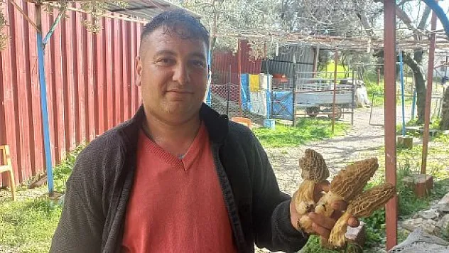 Dev kuzugöbeği mantarı ilgi odağı oldu