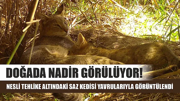 Doğada nadir görülüyor! Nesli tehlike altındaki saz kedisi yavrularıyla görüntülendi