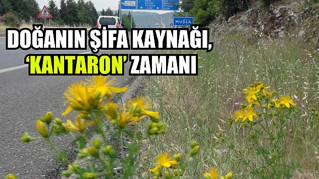Doğanın şifa kaynağı, 'Kantaron' zamanı