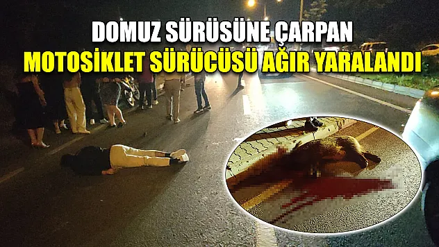 Domuz sürüsüne çarpan motosiklet sürücüsü ağır yaralandı
