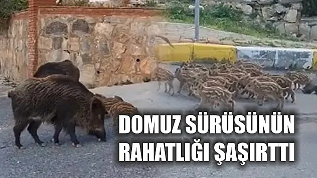 Domuz sürüsünün rahatlığı şaşırttı
