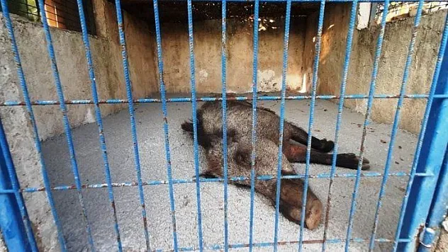 Domuza tuzak kurup ölüme terk ettiler