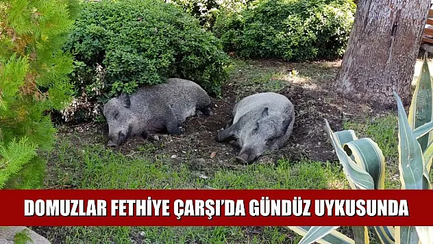 Domuzlar Fethiye Çarşı'da Gündüz Uykusunda