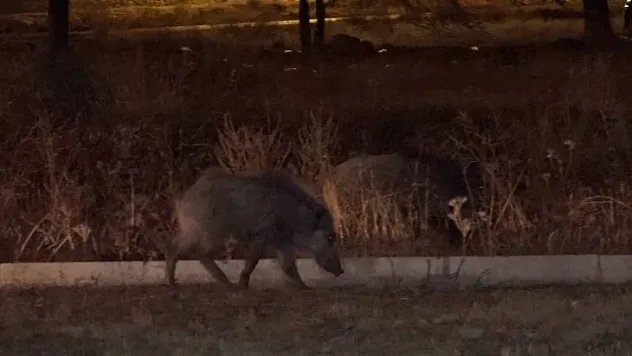 Domuzlar şehre indi