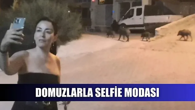 Domuzlarla selfie modası