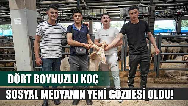 Dört Boynuzlu Koç Sosyal Medyanın Yeni Gözdesi Oldu!