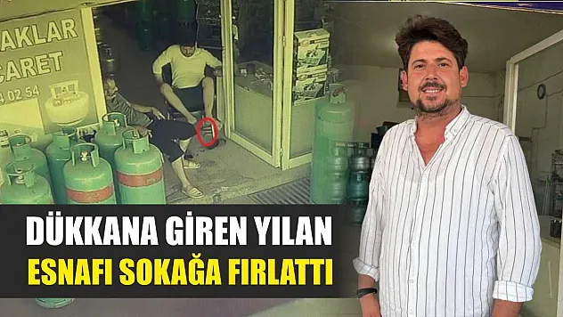 Dükkana giren yılan, esnafı sokağa fırlattı