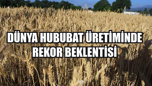 Dünya Hububat Üretiminde Rekor Beklentisi